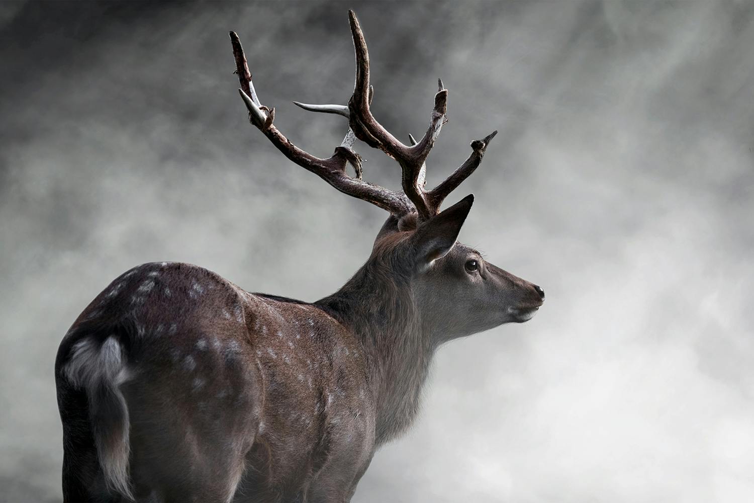 Kronhjort fotograferet i morgendis